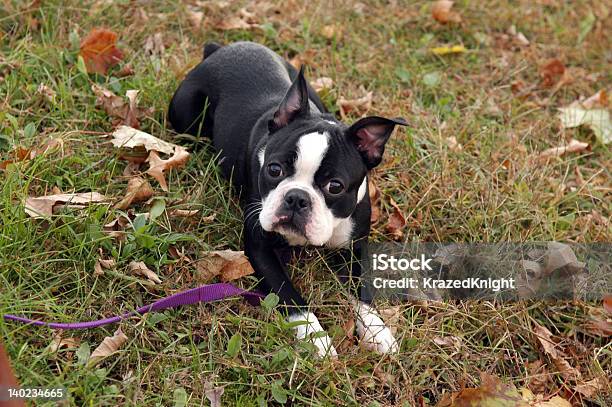 Terrier Boston - Fotografias de stock e mais imagens de Cachorrinho - Cachorrinho, Terrier Boston, Animal