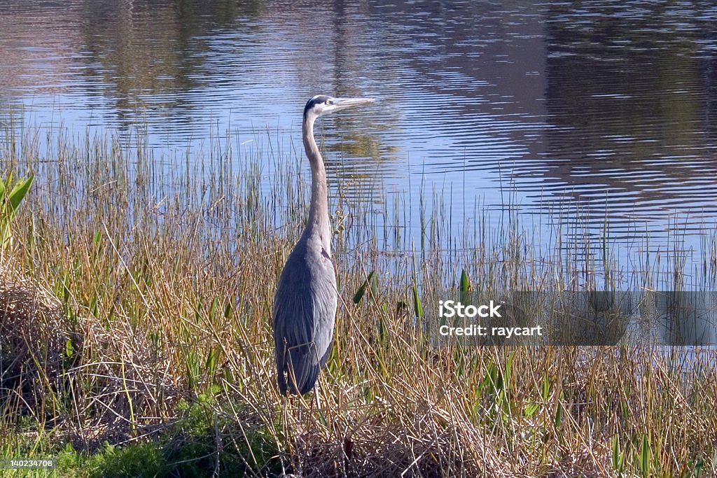 Garza azul listo para peces - Foto de stock de Agua libre de derechos