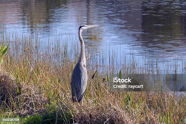 Garza Azul Listo Para Peces Foto de stock y más banco de imágenes de Agua - Agua, Aire libre, Ala de animal