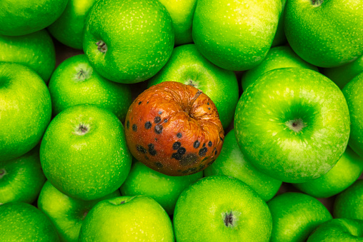 One red rotten apple lies among ripe healthy green apples in full frame. The concept of contamination and expired food products.