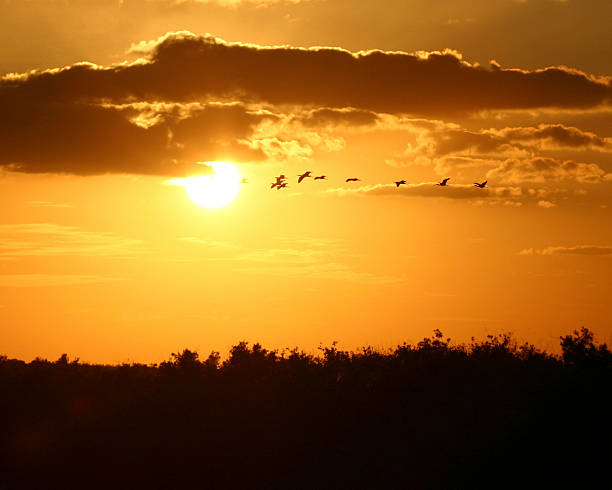 istock Flight of birds in sunset 140234740