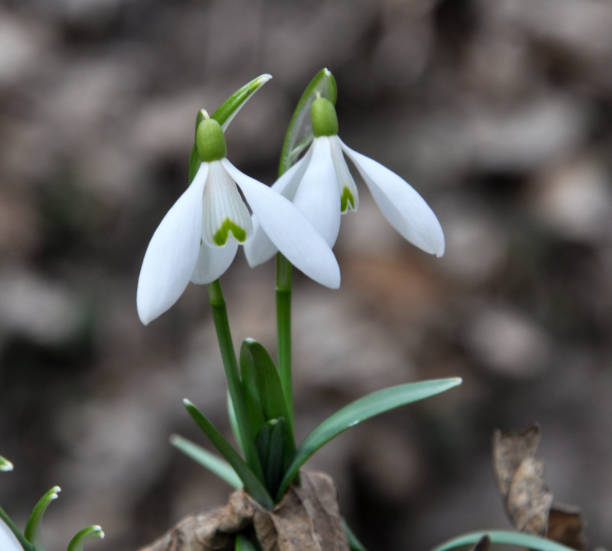 istock In the forest in spring snowdrops (Galanthus nivalis) bloom 1402347702