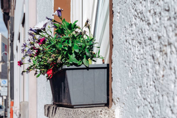 istock flower box on a window in the city 1402347752