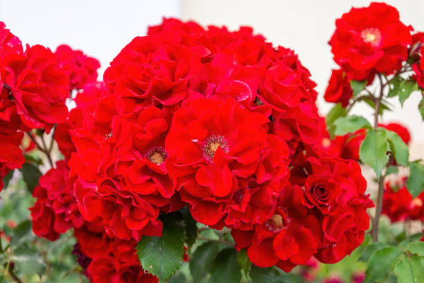 Floribunda Roses Background 1,400+ Red Floribunda Roses Stock Photos, Pictures & Royalty-Free ...