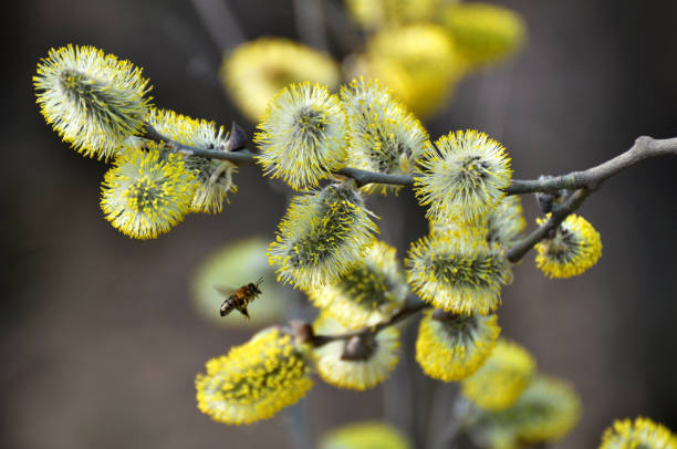 blühender weidenzweig (salix caprea) - goat willow stock-fotos und bilder