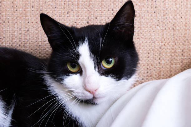 istock Black and white cat lies on a soft toy 1402348821