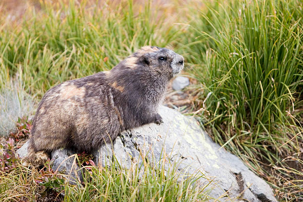 олимпийский «marmot (marmota олимп), сидящая на скале - olympic marmot стоковые фото и изображения