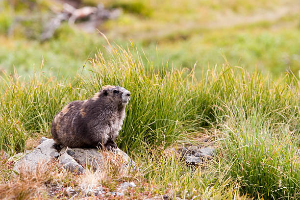 marmota olímpico (marmota olympus) sentado en una roca en grassland - olympic marmot fotografías e imágenes de stock