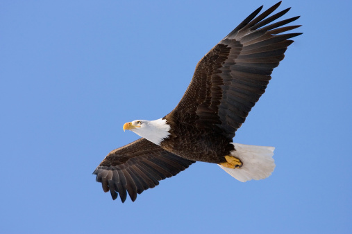 Bald Eagle soaring in the blue sky of Homer, Alaska.