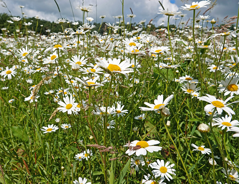 A large amount of daisies (latin name: leucanthemum vulgare)  blooming is a meadow. Seen in Uelsen, Germany\