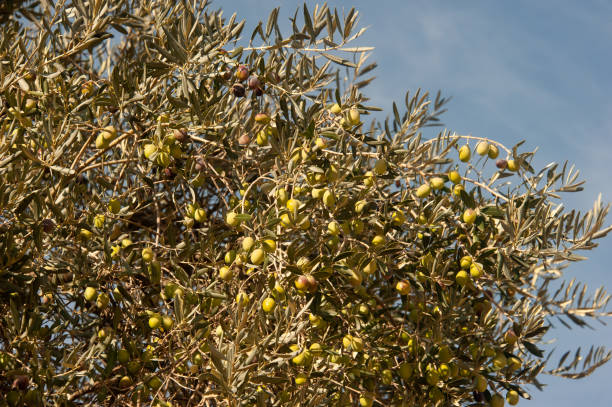 istock Green olives on the olive tree 1402350142