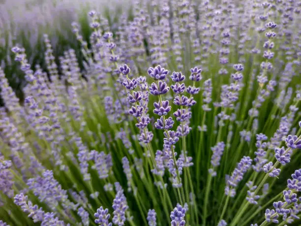lavender field in the summer - in Romania