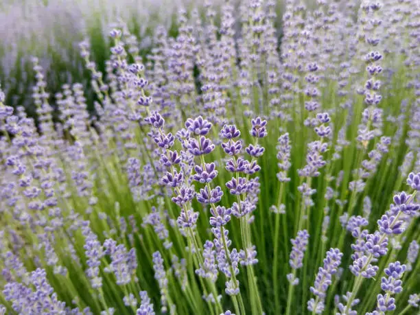 lavender field in the summer - in Romania