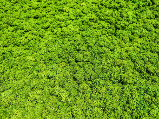 istock Decoration made of lichen - background 1402350814