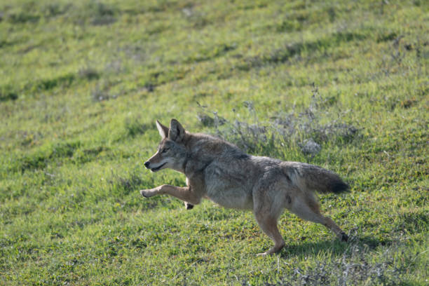 istock Wild Coyote Running/Jumping/Leaping through Green Grass Meadow 1402352081