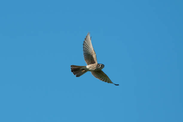 istock American Kestrel Bird Flying In Flight with Wings Spread 1402352146