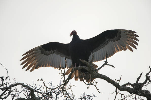 istock Turkey Vulture Sunning with Wings Spread Perched on Tree 1402352263