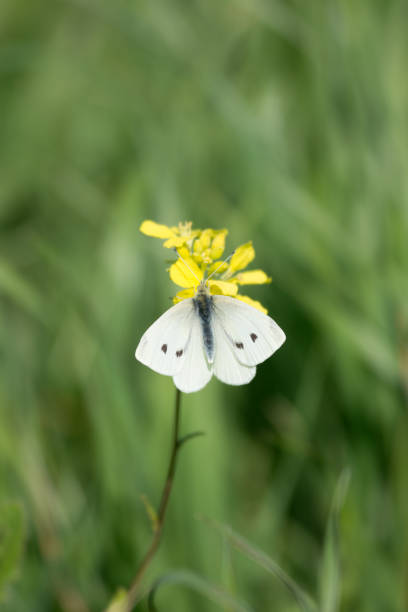 istock Cabbage White Butterfly Pollinating Yellow Flower 1402352932