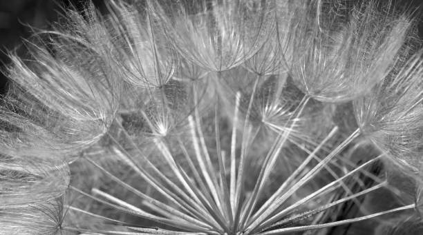 dandelion seed head plant, close-up. abstract background. macro