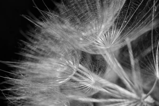 istock dandelion seed head plant, close-up. abstract background. macro 1402352973