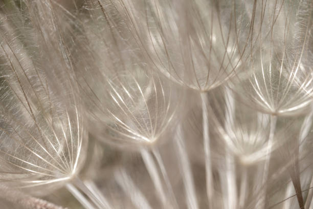 istock dandelion seed head plant, close-up. abstract background. macro 1402353108