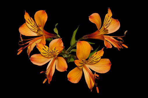 closeup orange Canna L Flower