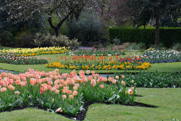 istock Tulip displays in a local Park in Ashton. 1402353283