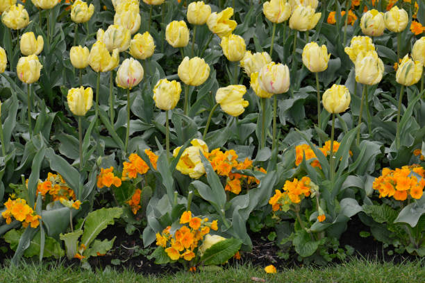 istock Tulip displays in an urban Park. 1402353304