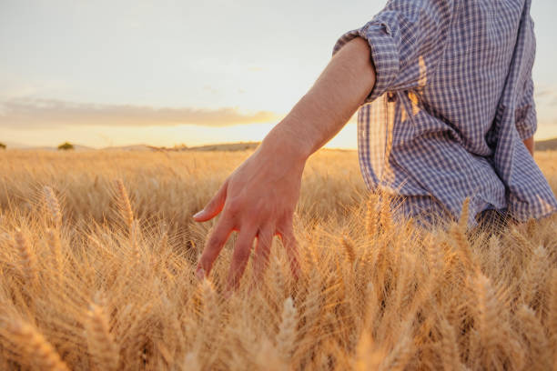 istock young man walking in a wheat field at sunset 1402353340
