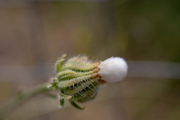 istock seed head, close-up, macro photo 1402353962