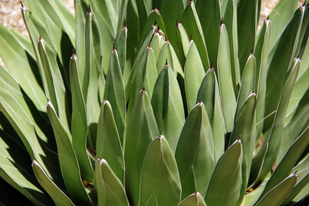 istock Queen Victoria Agave 1402354112