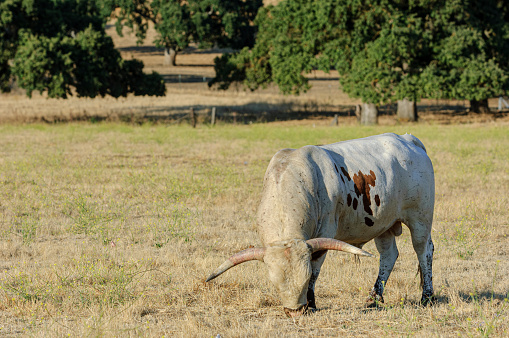 Texas longhorn cow, grazing in field.\n\nTaken in Gilroy, California, USA