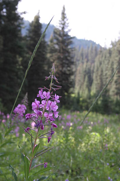 istock Flower in an Avalanche Chute 140235448