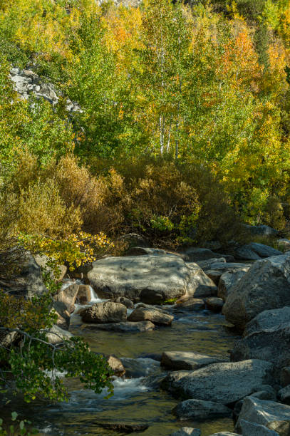 istock Eastern Sierra Fall Colors Along Mountain Creek 1402354579