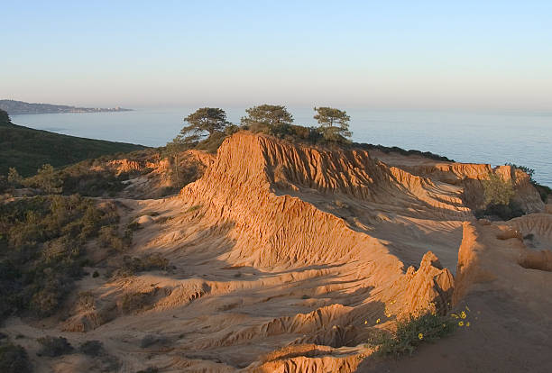Broken Hill at dawn Sandstone cliffs and years of erosion have created a dramatic landscape in the Torrey Pines State Reserve in La Jolla, CA. torrey pines tree stock pictures, royalty-free photos & images