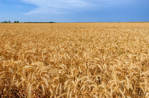 istock Close-up Field View of Wheat Ready for Harvest 1402355145