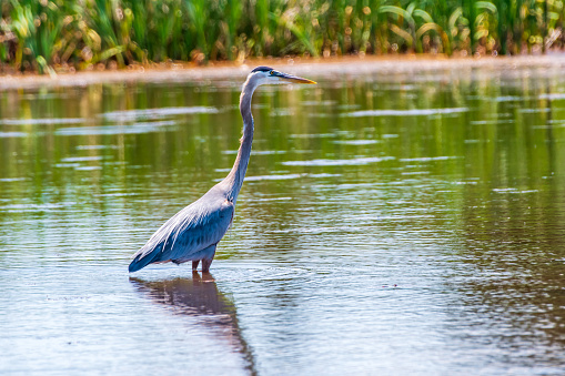 Great blue heron wading in pond