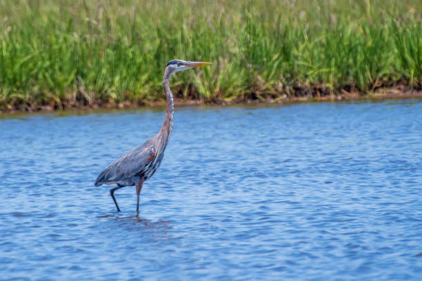 istock Great blue heron wading in pond 1402355188