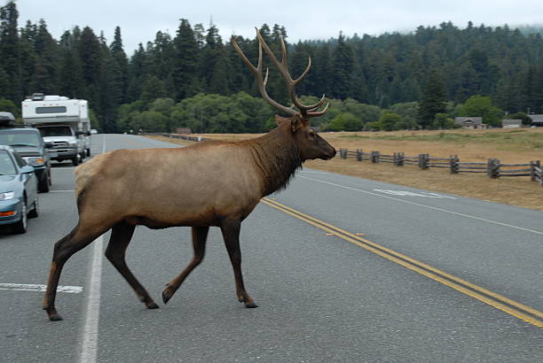 istock Elk crossinf the road (2) 140235530