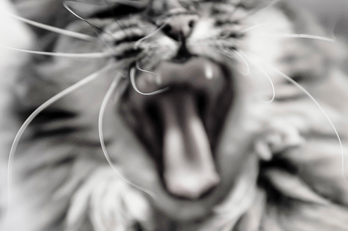 Close up of cat’s yawning