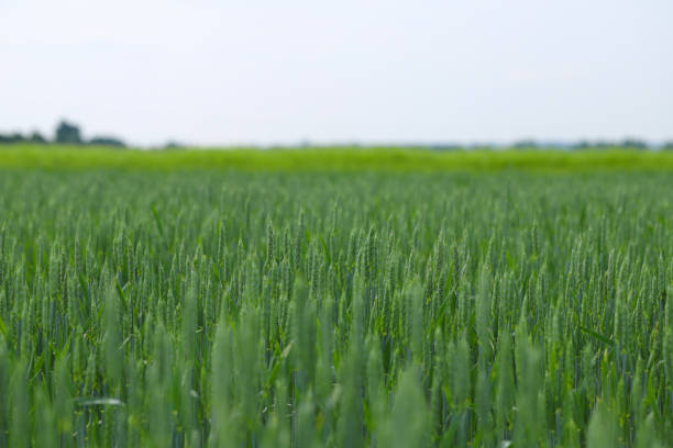 畑の春の小麦作物。春の作物畑の緑の耳。 - barley wheat grass green ストックフォトと画像