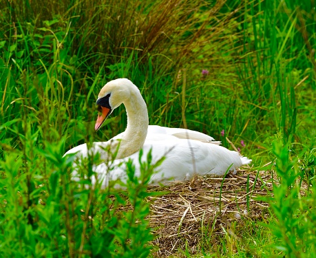 A female Swan swimming and sitting on her nest