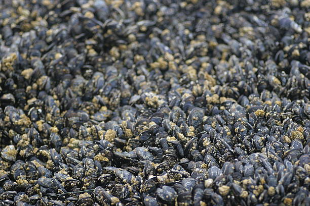 istock California Mussel (Mytilus californianus) colony 140235793