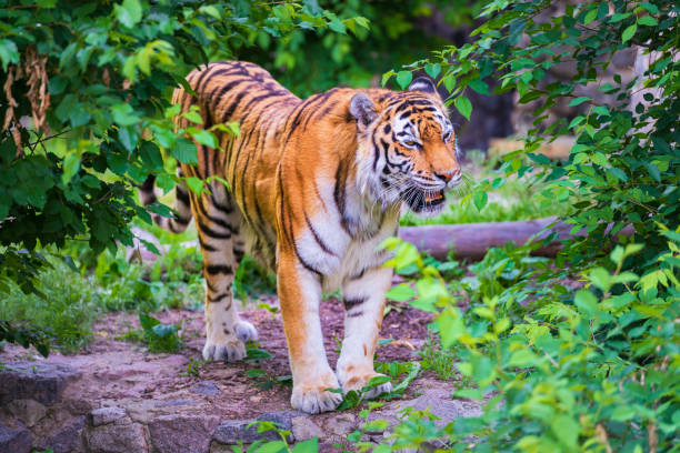istock Roaring tiger in the woods 1402358031