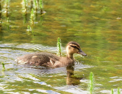 Ducks and ducklings swimming in a Cotswolds river