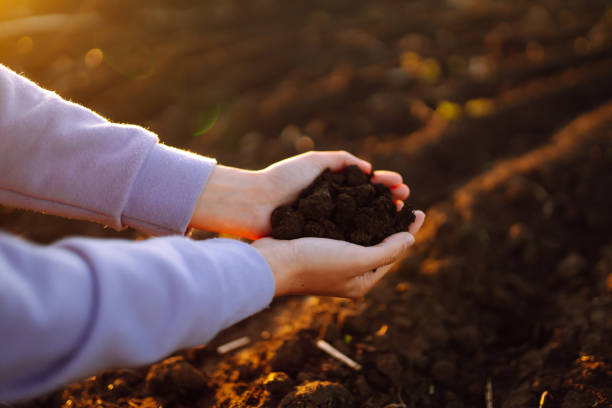 Hand of expert farmer collect soil.  Farmer is checking soil quality before sowing. Agriculture, gardening or ecology concept.