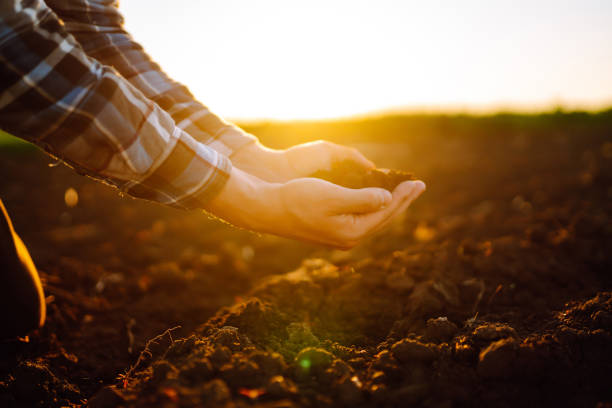 istock Hand of expert farmer collect soil. 1402359143