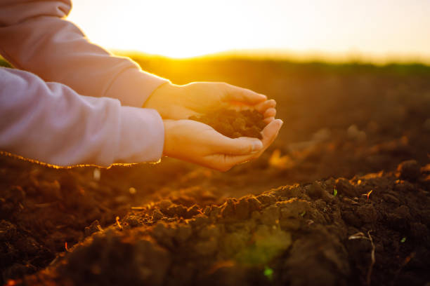 istock Hand of expert farmer collect soil. 1402359188