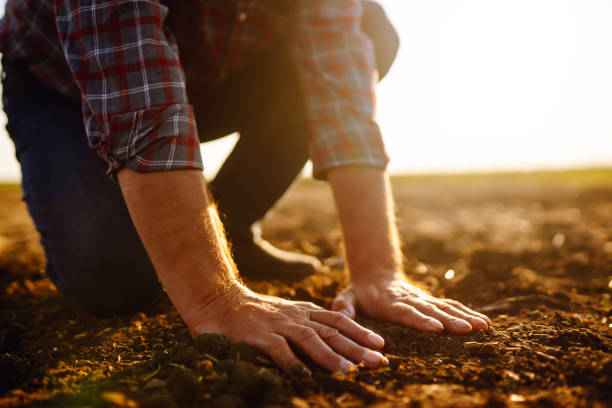 istock Hand of expert farmer collect soil. 1402359212