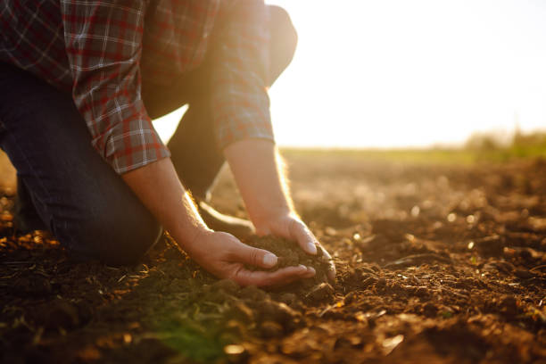 istock Hand of expert farmer collect soil. 1402359213